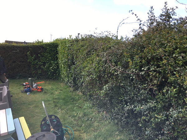 Hedges and fencing